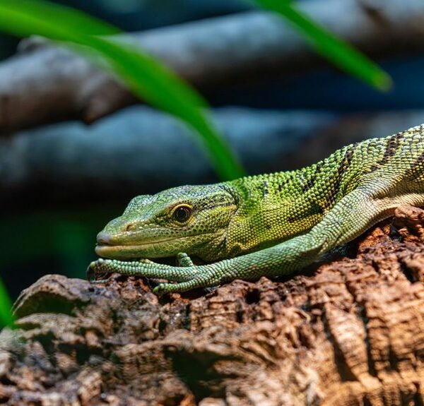 variable pattern log analysis